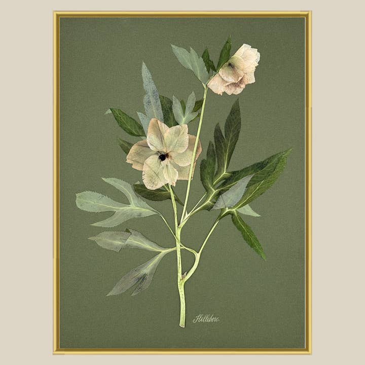 The Fleur De Lis House – wholesale Sculpture – One-of-a-kind real pressed hellebore on green wall art1