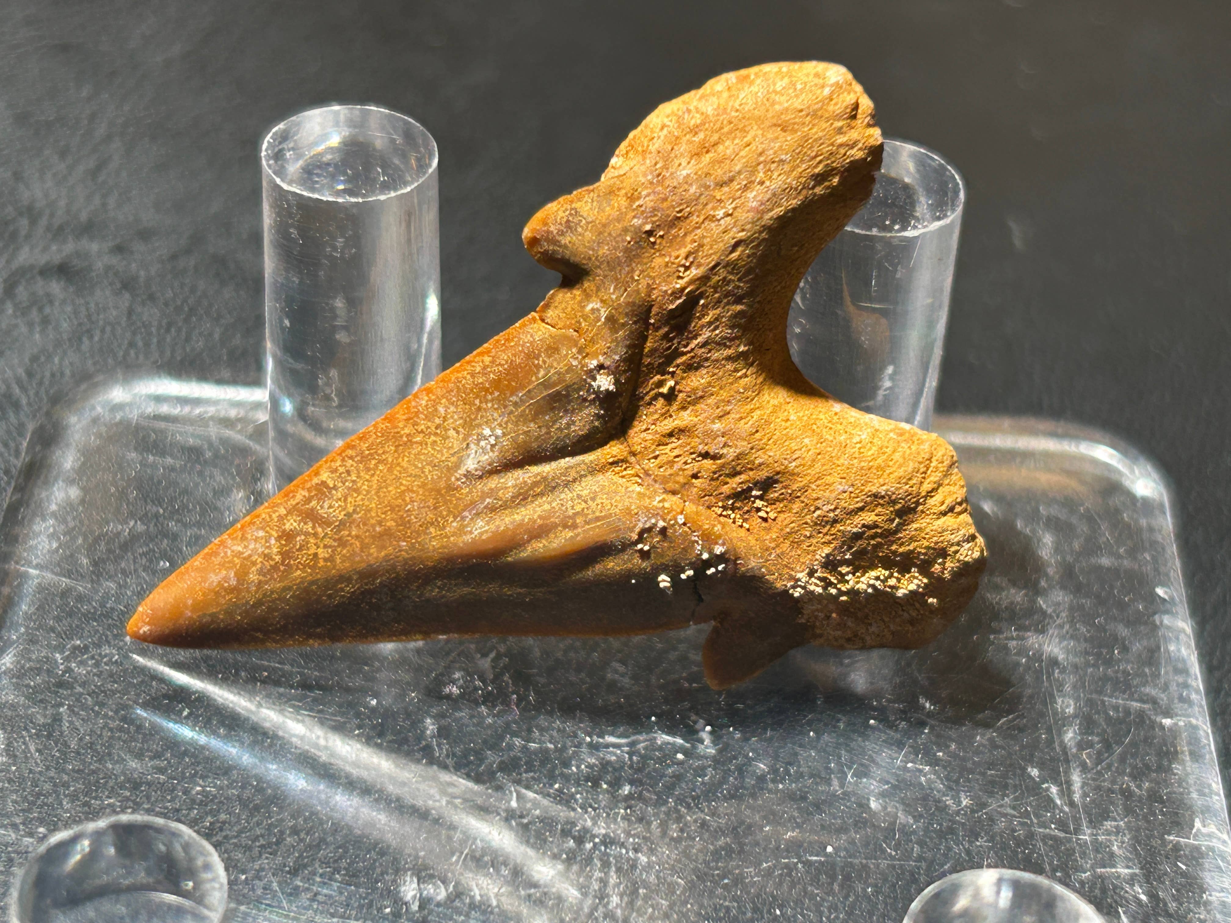 Metaphysical & Healing Crystals - Wholesale Spiritual Stone/Crystal - SHARK TEETH8