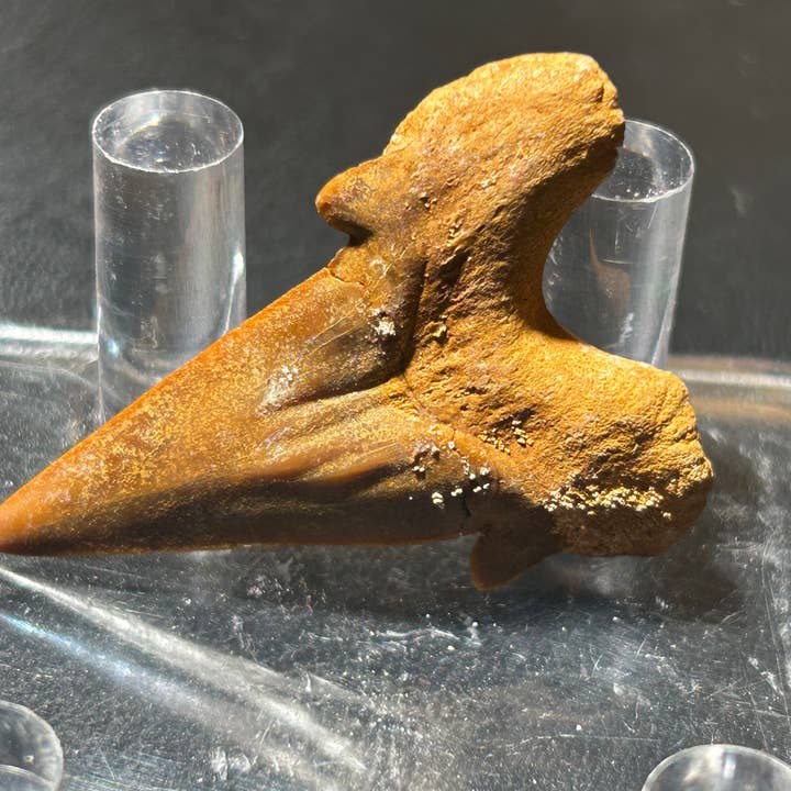 Metaphysical & Healing Crystals - Wholesale Spiritual Stone/Crystal - SHARK TEETH8