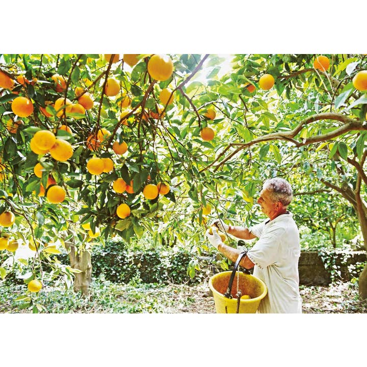 Sunset & Venice - Wholesale Baking and dessert - Sweet Sicily: Sugar and Spice, and All Things Nice5