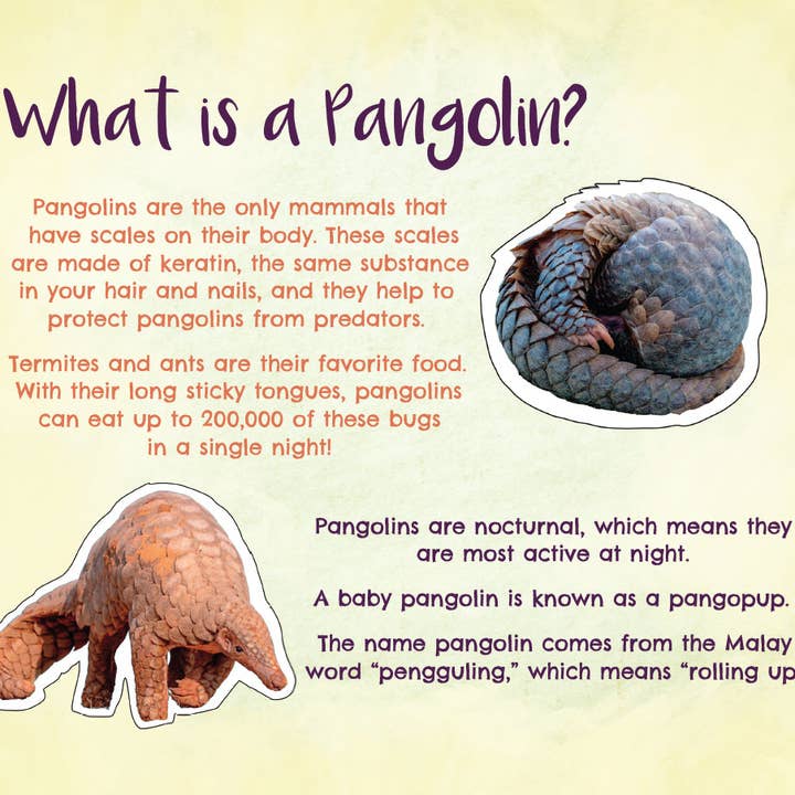 Heroes of Time Productions - Wholesale Early Reader Book (6-8) - Penny Pangolin Wants a Pet (Paperback)4