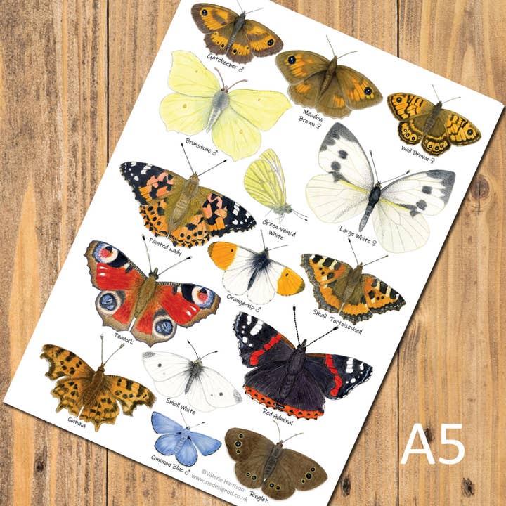 British Garden Butterflies Identification A5 Card, Art Print for wholesale by Rie Designed