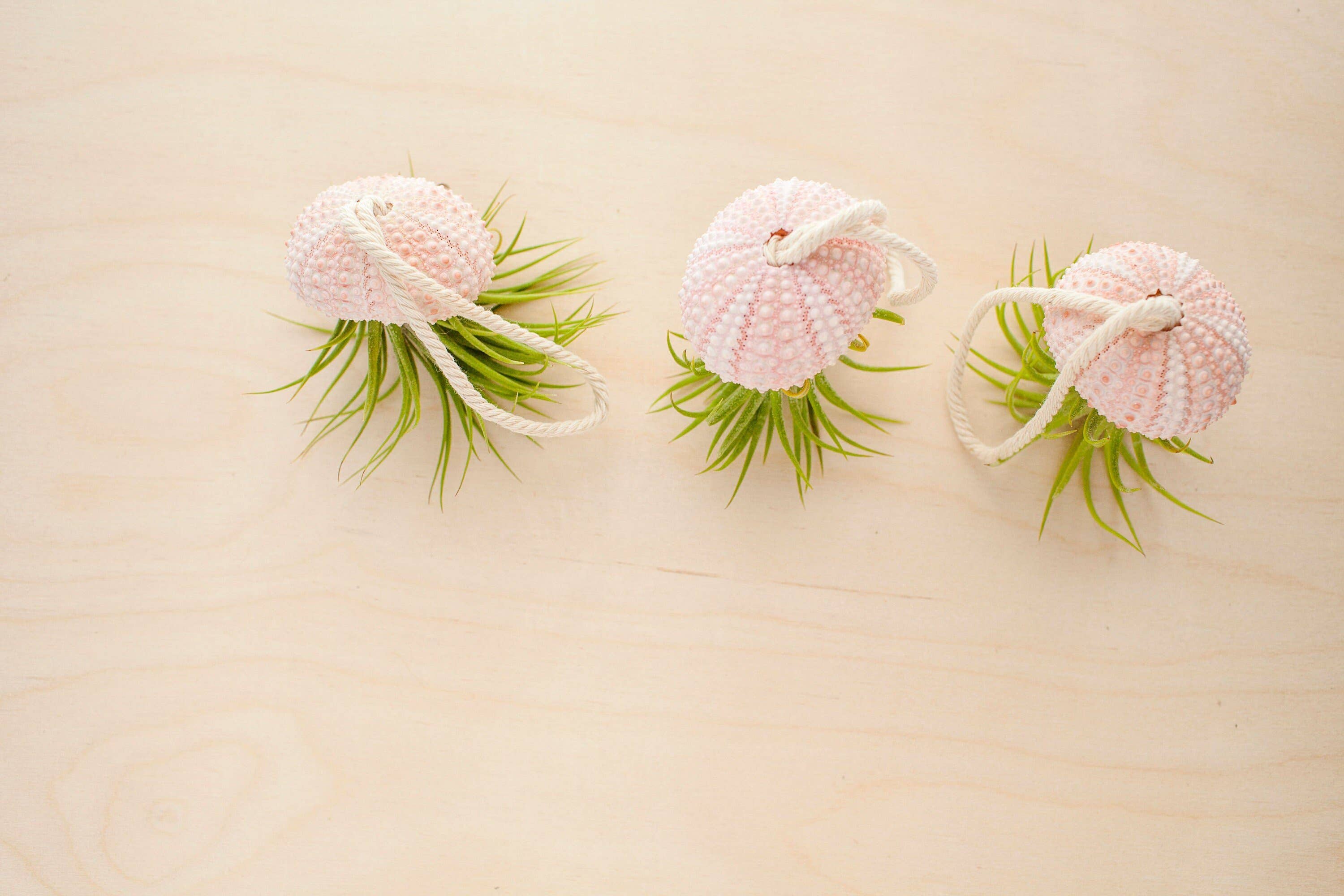 The Simply Crafty Shop - Wholesale Live Plant - Air Plant Jelly Fish on Rope4