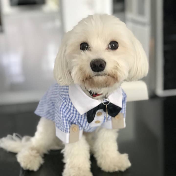 PetLondon – wholesale Pet shirt – Dog – Party Bow Tie Dog Shirt
