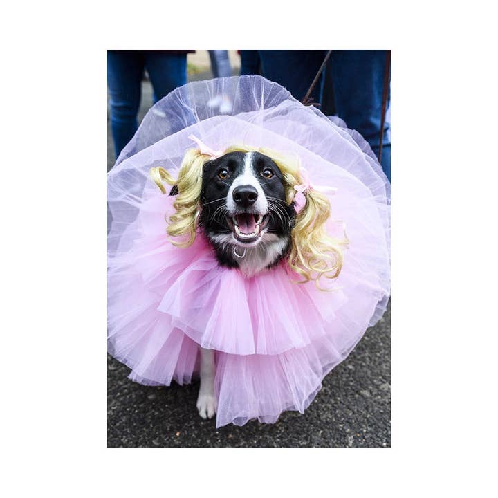 Carte de vœux « River The Border Collie » pour la vente par The Dogist