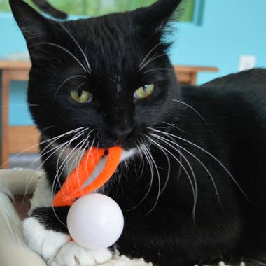 Dezi & Roo - Wholesale Pet Toy - Cat - Wiggly Pong - Cat Toy Plastic Pong Ball