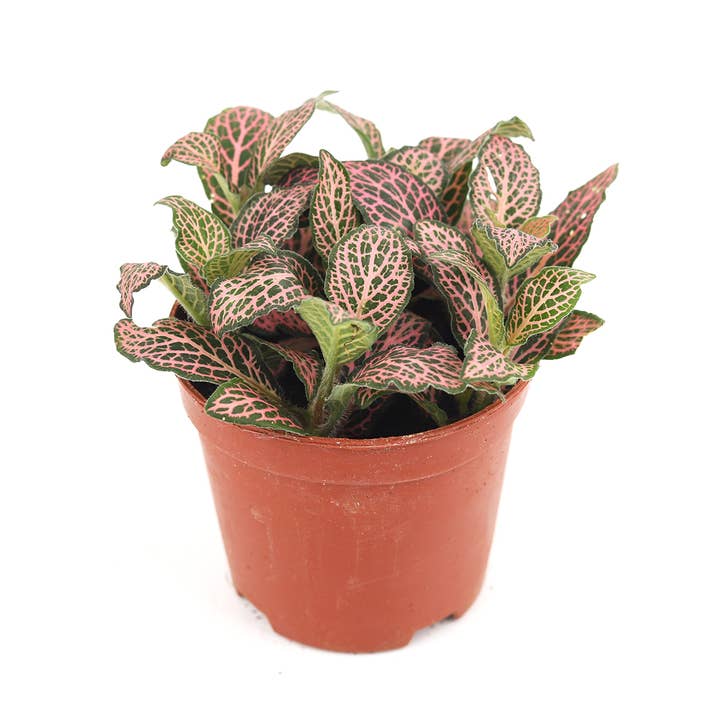 Best Plant Friend - Wholesale Live Plant - Pink Nerve Plant Fittonia 2/4/6 inch, Holiday Plant Gifts2