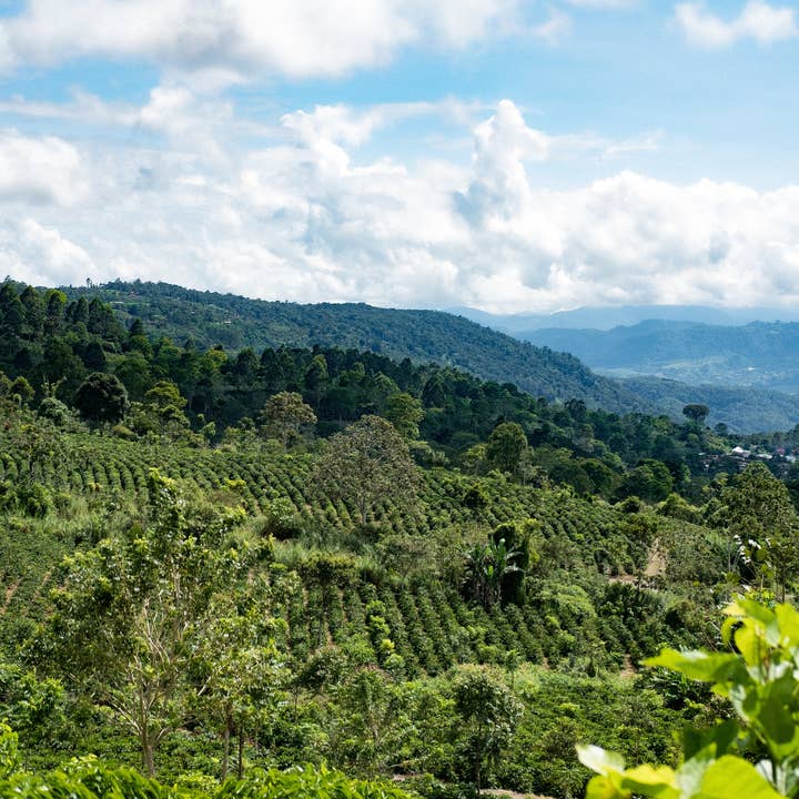 Paso Paso - Farmer Owned Coffee - Wholesale Coffee Beans - Costa Rica - Diego Robelo - Grand Peaberry Washed5