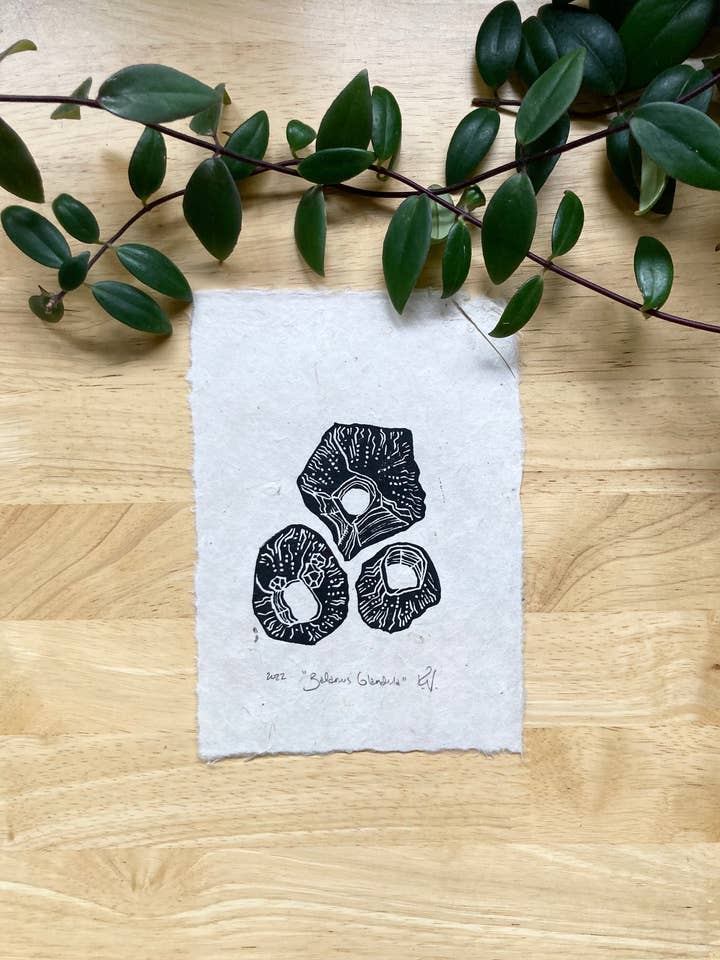 Barnacle Mini Print for wholesale by Adrift Prints