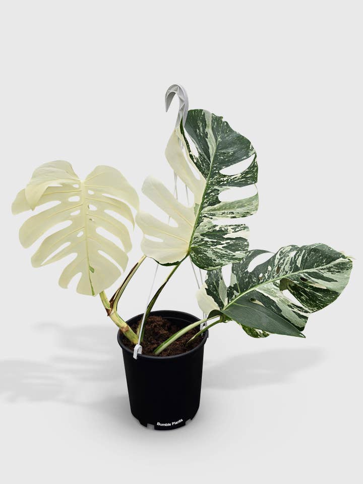 Monstera Borsigiana Variegata Albo (Mature Mother Plant) for wholesale by Bumble Plants
