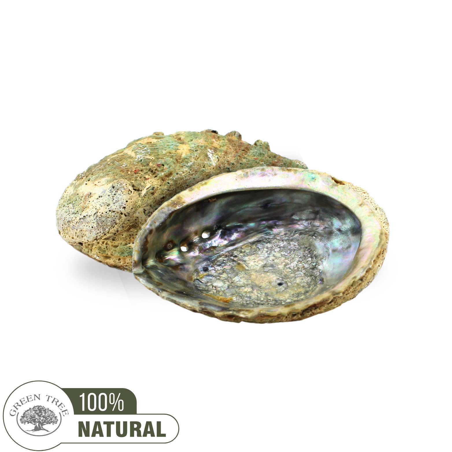 Green Tree - Vendita all'ingrosso Ciotole/Piatti decorativi - Conchiglia di Abalone Verde 12-15CM