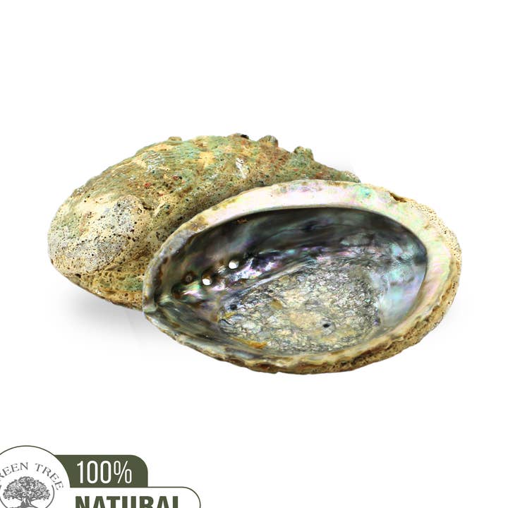 Concha de Abulón Verde 12-15CM para venta al por mayor de Green Tree