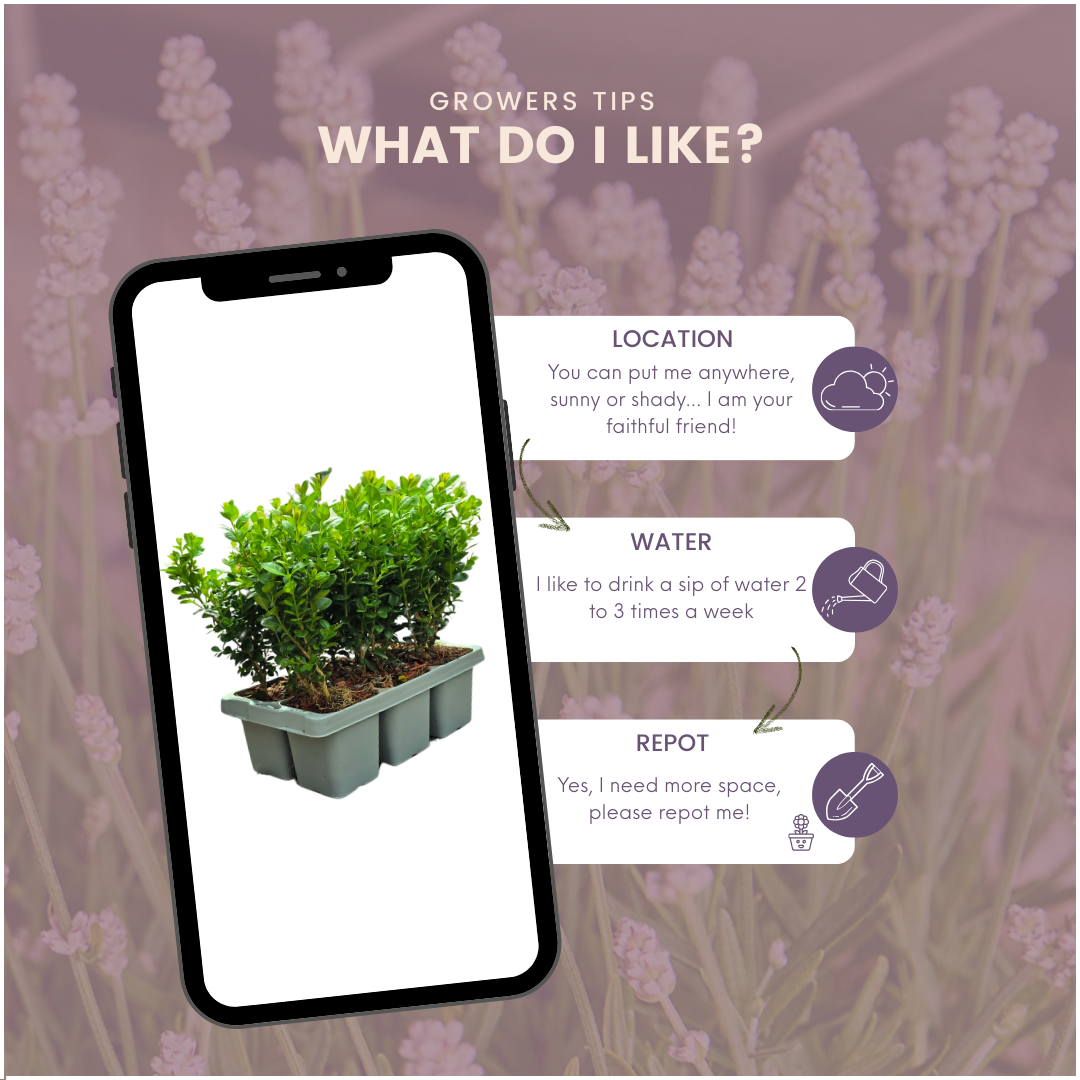 Oasis of Life – wholesale Live plant – Boxwood – Buxus NewGen Freedom – 6 plants – approx. 15 cm high – Ø7 cm – compact, hardy shrub – resistant to box tree moth & fungal diseases – ideal for topiary & hedges5