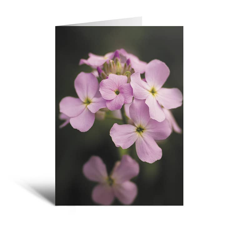 Sheryl’s Virtual Garden - Wholesale Everyday Greeting Card - Sweetness Single 5x7 Sweet Rocket Flower Greeting Card