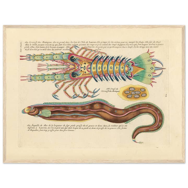 Maison de Paloma - Wholesale Art Print - Ecrevisse and anguille de mer22