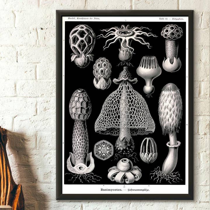 Vintage 1904 Haeckel havsvamp havskonstaffisch för wholesale av Vintage Wall Graphics
