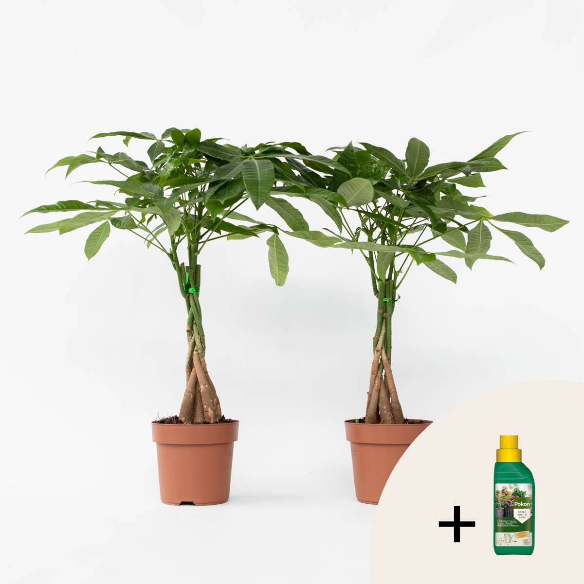 Oasis of Life – wholesale Live plant – Money Tree – 2 Plants – Pachira Aquatica – Height 60–70cm – Ø17cm – Braided Money Tree – Tropical Houseplant for Living Room & Office – Includes Plant Fertilizer0