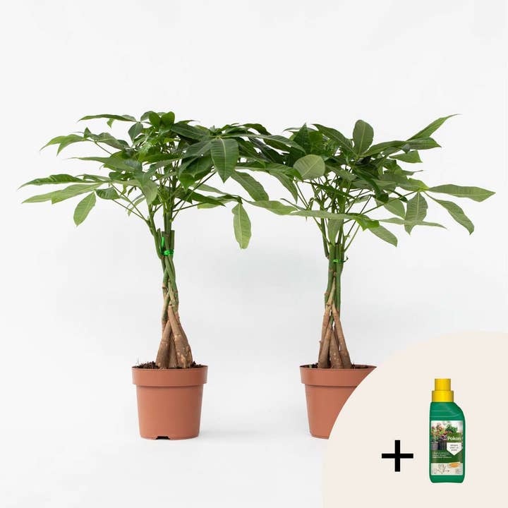 Oasis of Life – wholesale Live plant – Money Tree – 2 Plants – Pachira Aquatica – Height 60–70cm – Ø17cm – Braided Money Tree – Tropical Houseplant for Living Room & Office – Includes Plant Fertilizer