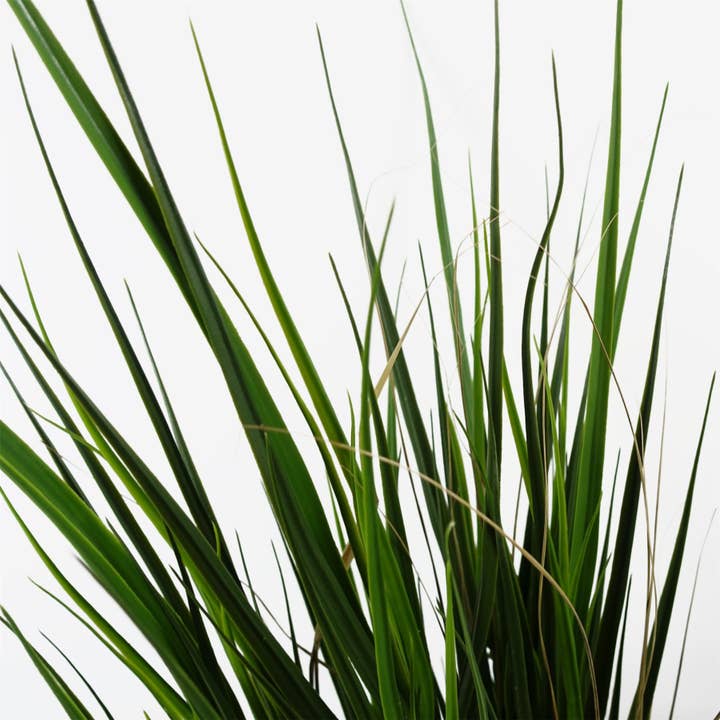 Leaf Design UK LTD - Wholesale Artificial plant - Outdoor Artificial Grass Plant 130cm UV Resistant Botanik1