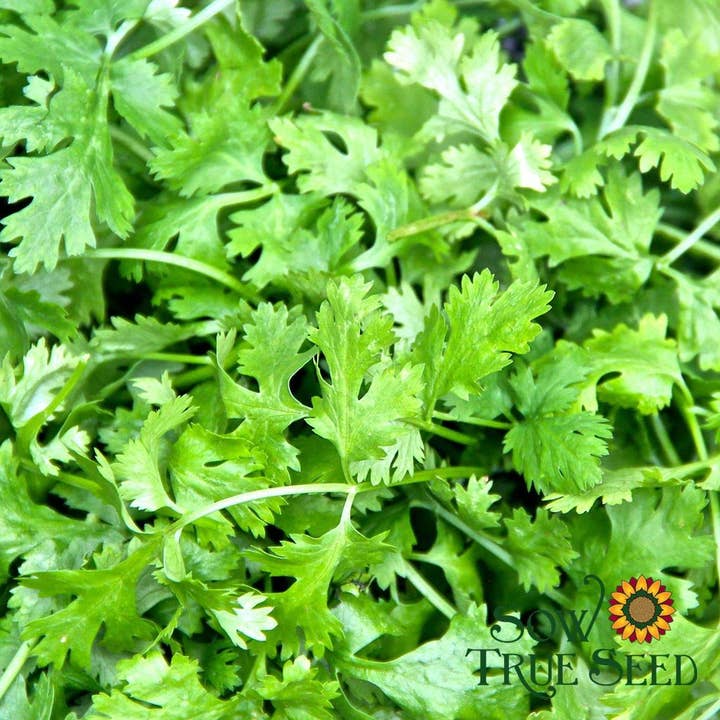Sow True Seed - Wholesale Plant Seeds - Cilantro Seeds, ORGANIC