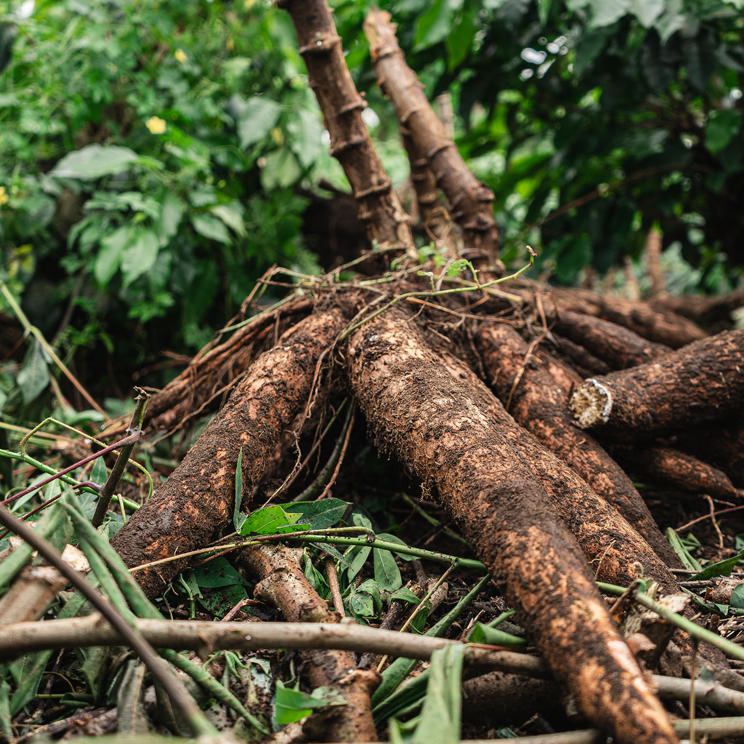 Artisan Tropic - Wholesale Chips - 4.5 oz Cassava Strips: Sea Salt5