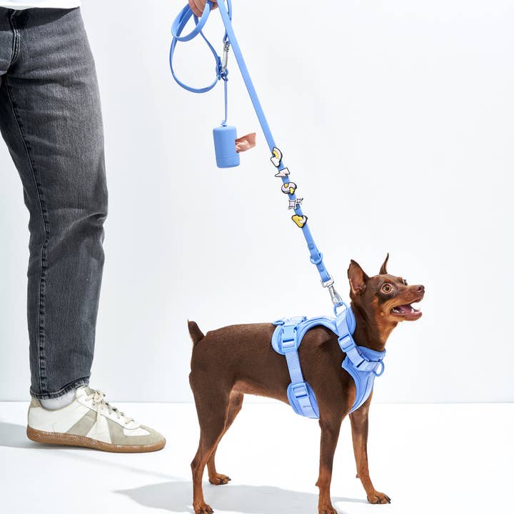 Wild One - Wholesale Pet Collar Charm - Cat/Dog - Flair Collar and Leash Charm Pack Accessories6