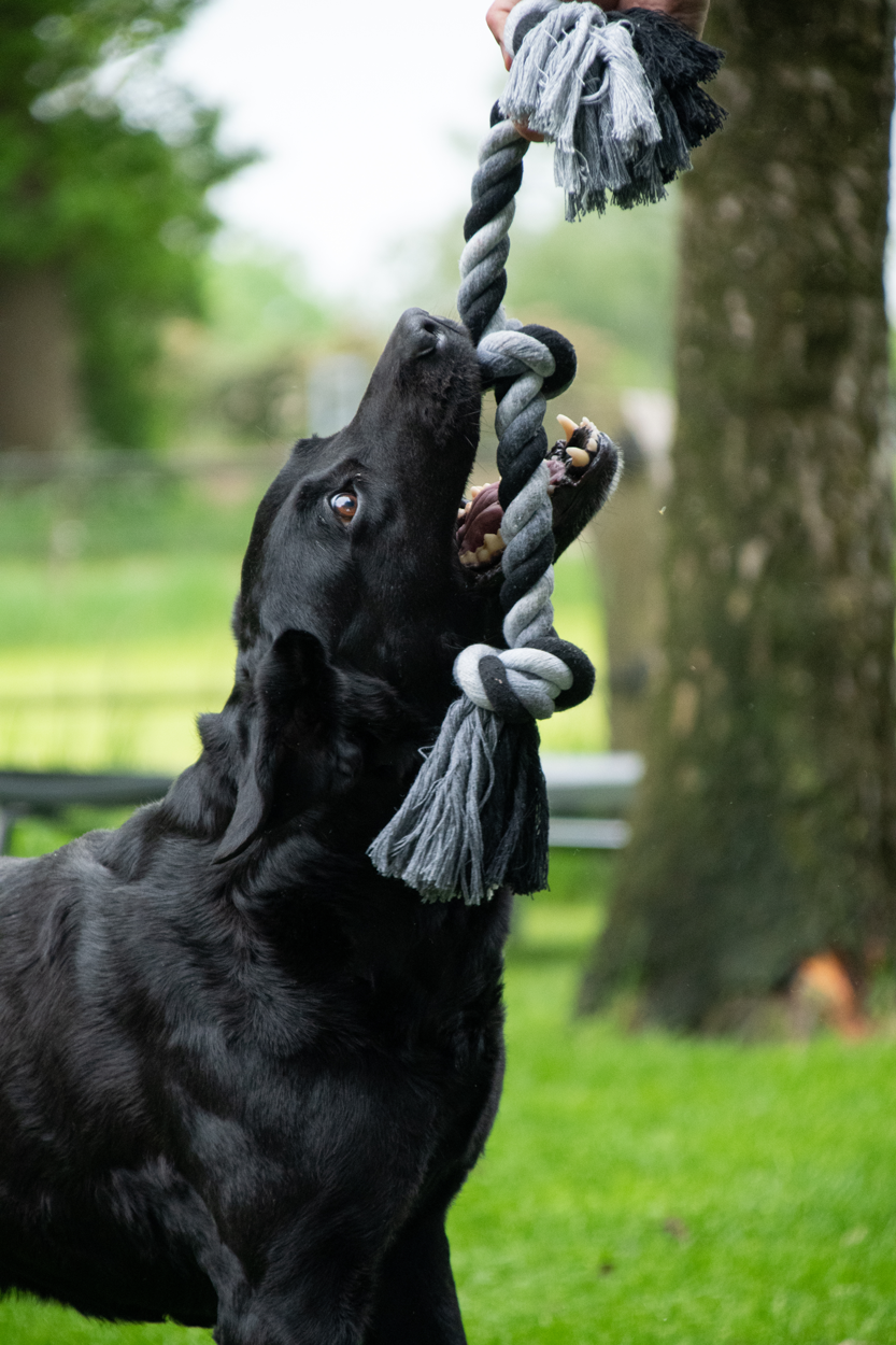 Hofman Animal Care – Großhandel Haustier-Seilspielzeug – Hund – Floss Toss Zahnpflege-Seil mit 4 Knoten, 85 cm1