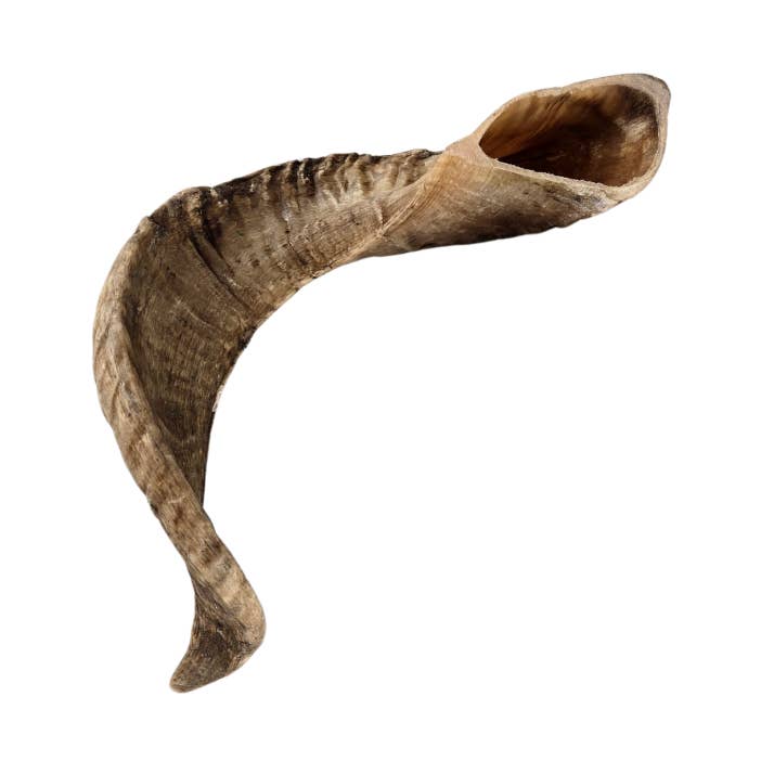 PetYupp - Wholesale Pet Chew Toy - Dog - Sheep/Goat Horn All Natural Dog Chew - 1 Pc0