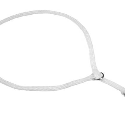 Alvalley – wholesale Halsband - Hund – Alvalley halsband med löpande ögla för utställning5