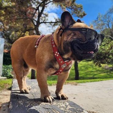 Le harnais Eros noir et rouge de taille petite à moyenne pour la vente par Serendipityfile