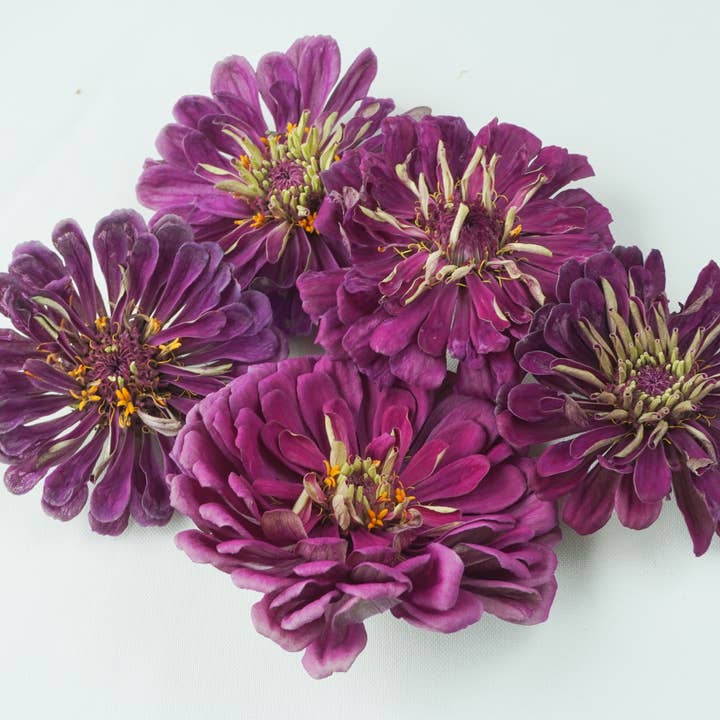 Zinnia-Purple: Freeze Dried for wholesale by Fence Post Florals