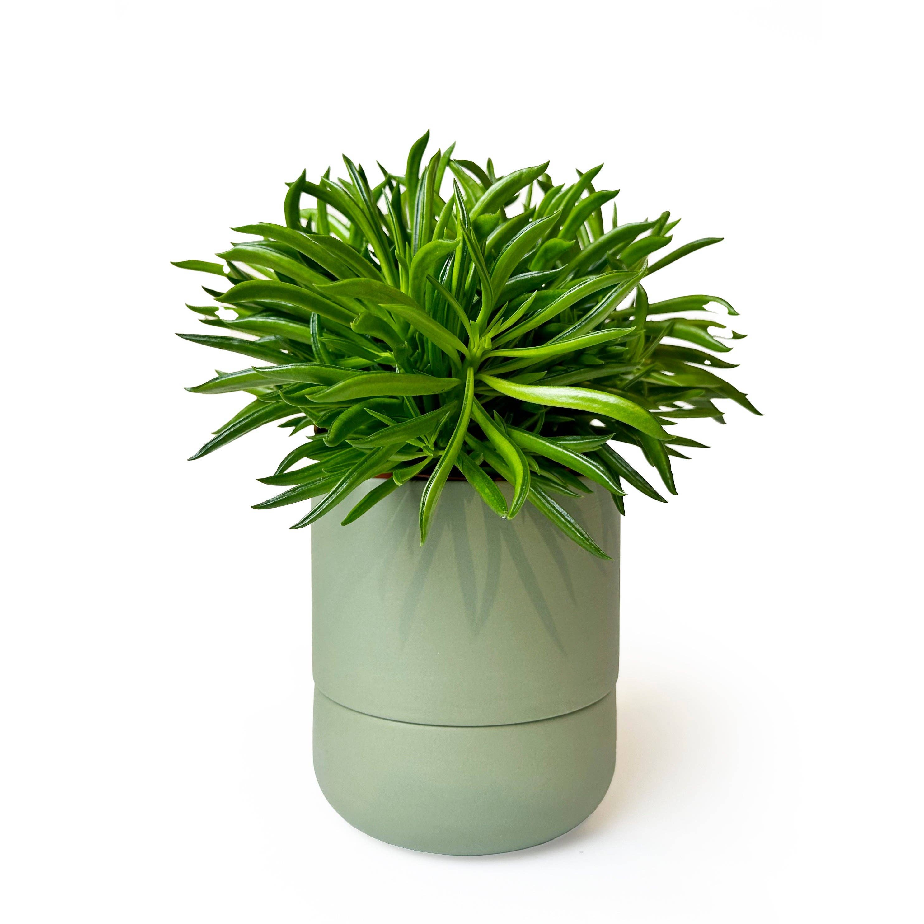 Chive Canada - Wholesale Plant Pot - Ryan Self-Watering Plant Pots Indoor Planters14