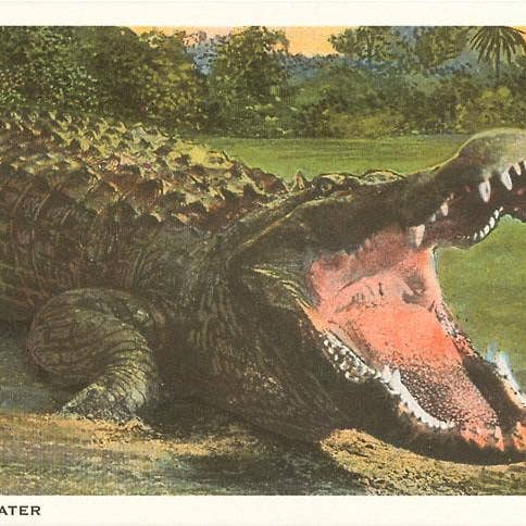 Impression d'art FL-07 Mangeur d'hommes de Floride, Alligator pour la vente par Found Image Press