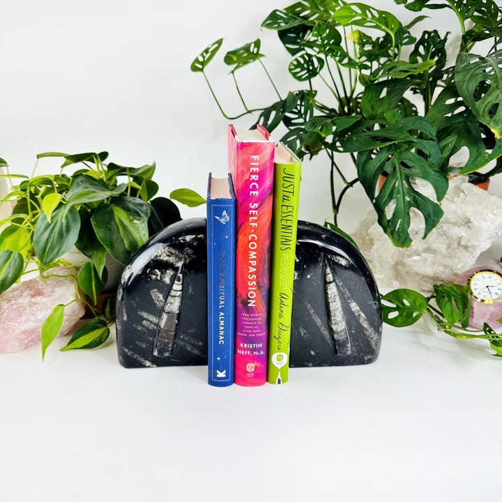 Rock Paradise - Wholesale Bookend - Orthoceras and Ammonite Fossil Bookends