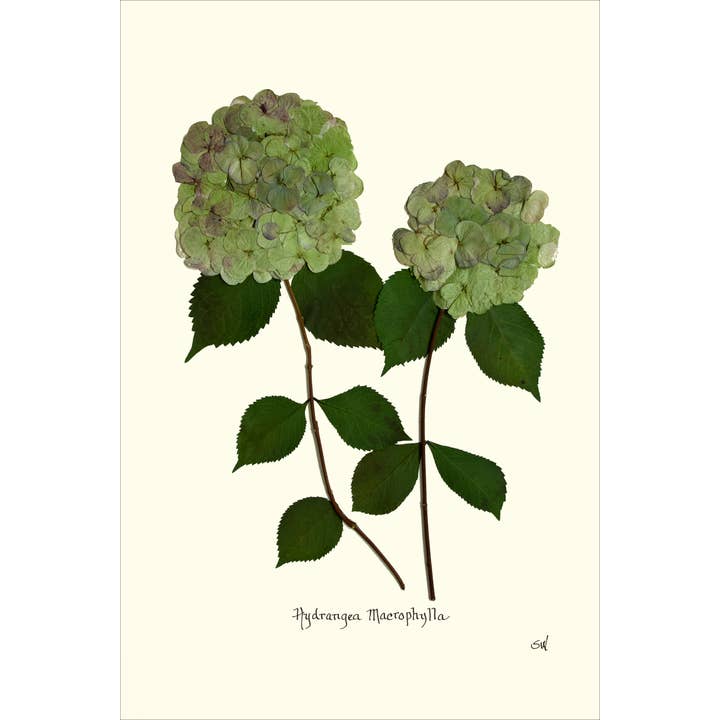 Homegrown Art Co - Wholesale Art Print - Patina Pressed Double Green Hydrangea - Framed Botanical Art Print