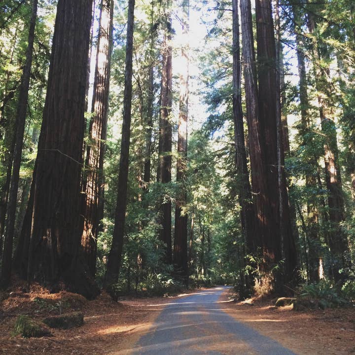 Luz nas Redwoods//Califórnia por atacado de Alison Holcomb Creative