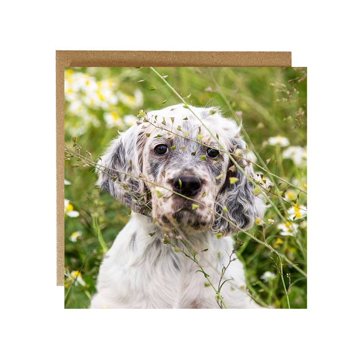 Alex Sharp - Vendita all'ingrosso Biglietti di auguri generici - Biglietto di auguri con cucciolo di setter inglese, simpatico cucciolo