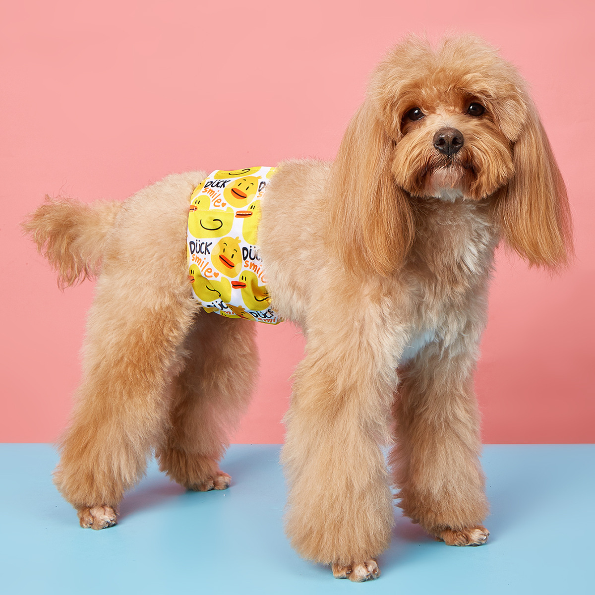PAWPAWwholesale - Wholesale Pet Diaper - Dog - Male Dog Diaper Wrap – Reusable & Waterproof_CWMM730417