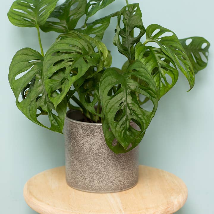 Monstera Monkey Leaf 🐒 for wholesale by The Little Botanical