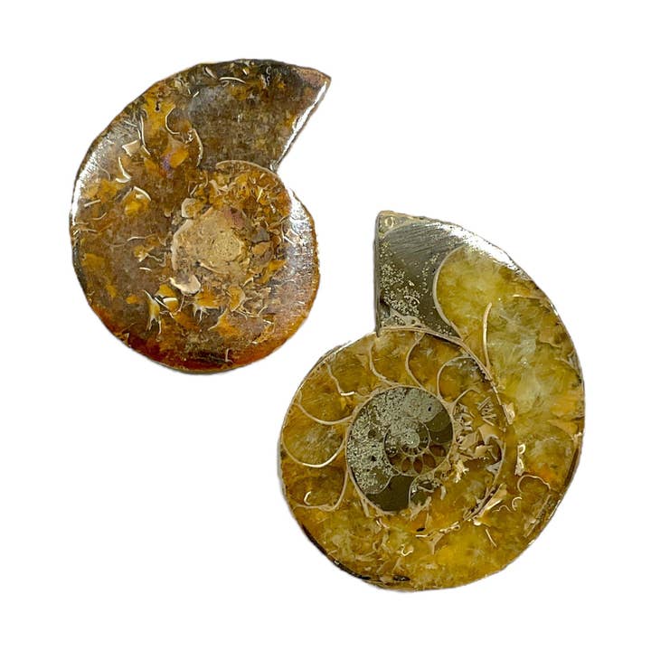 Foliesbijoux - Venta al por mayor Piedras/cristales espirituales - Dúo de fósiles de amonita0