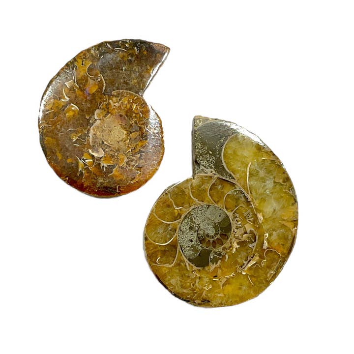 Foliesbijoux - Vente Pierre et cristal de spiritualité - Duo fossile d'ammonite
