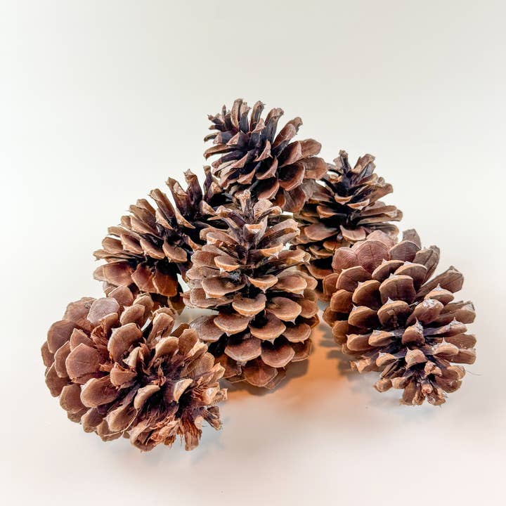 Lovejoy Farms Premium Dried Flowers - Wholesale Dried/Pressed Flowers - Natural Dried Pine Cones – 25 Pack – 4" Craft Decor