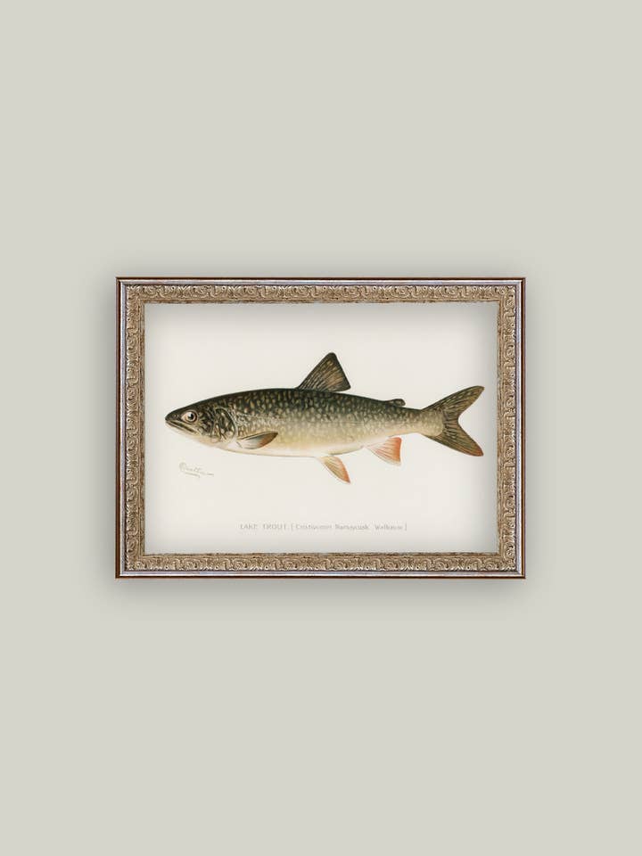 Arte antiguo enmarcado en Lake Trout para venta al por mayor de Petal Lane Home