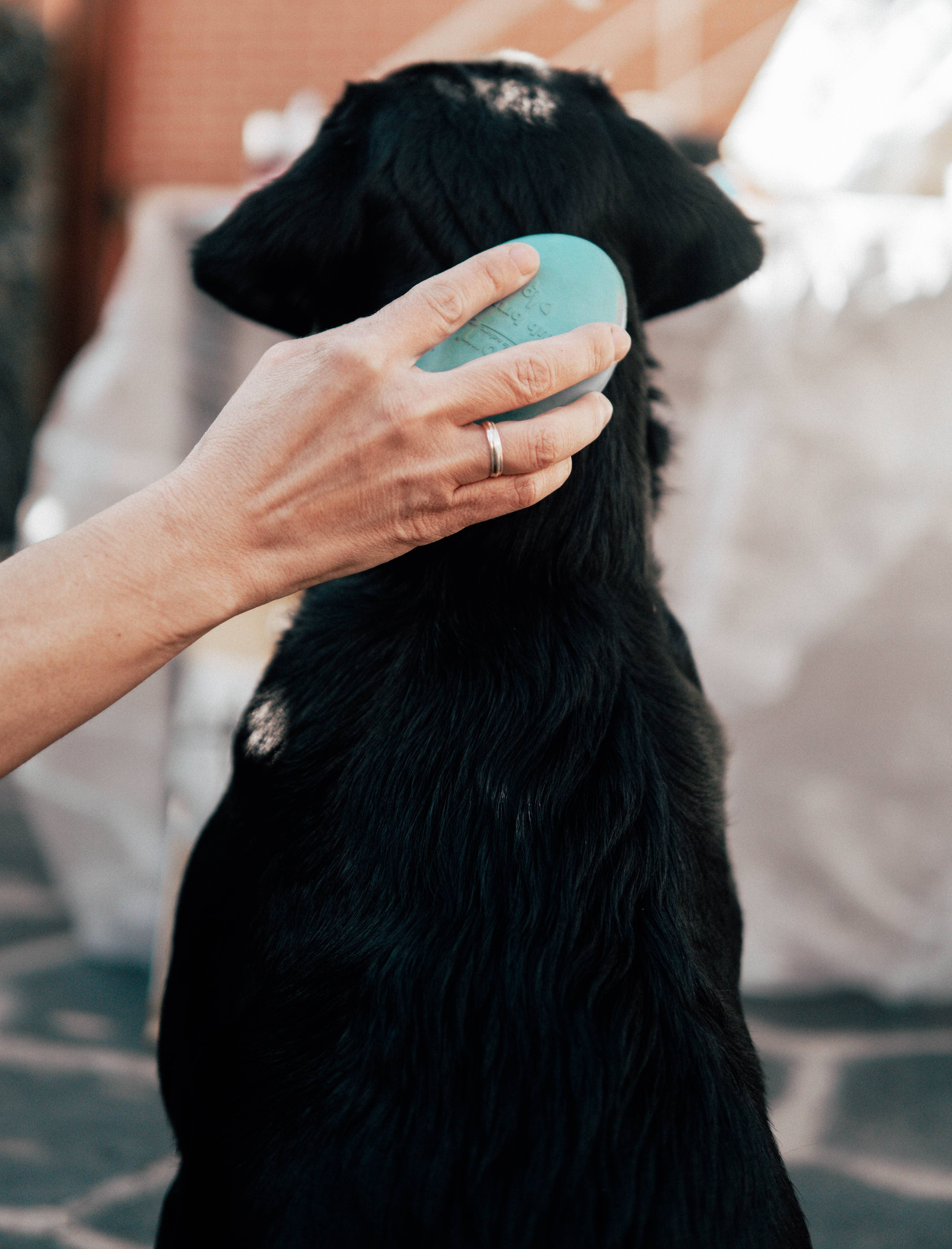 POCURULL SL (Retorn) – comida - Gato por atacado – Escova para Cães Retorn4