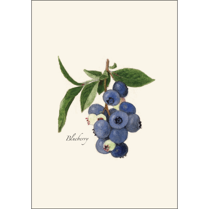 Earth Sky + Water - Wholesale Stationery/Notecard Set - Blueberry Recycled Paper Notecard Set1