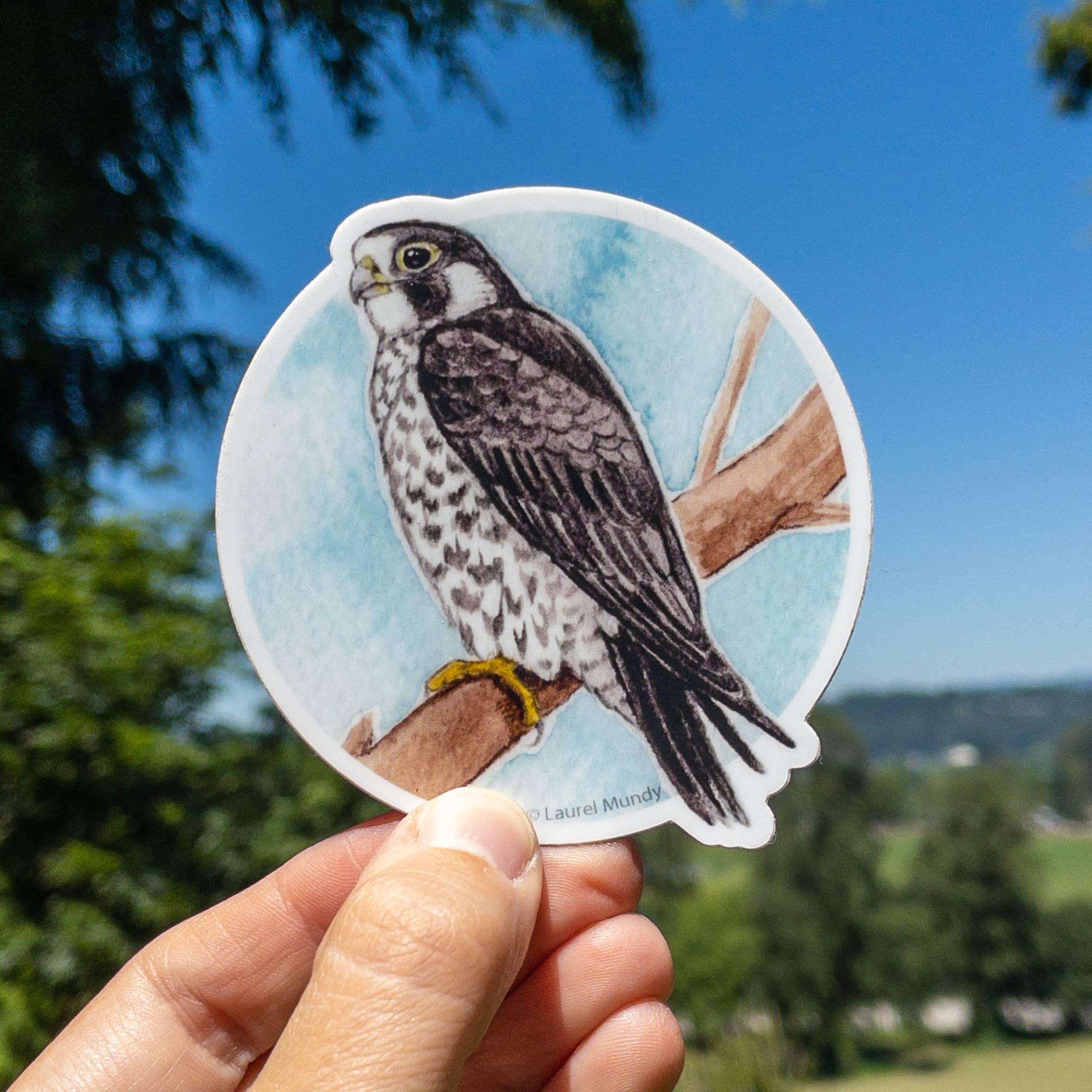 Laurel Mundy Illustration - Wholesale Sticker - Peregrine Falcon 3" Medium Vinyl Sticker Waterproof1