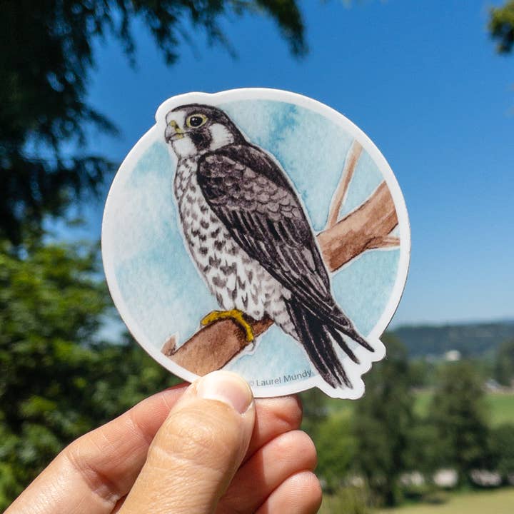 Laurel Mundy Illustration - Wholesale Sticker - Peregrine Falcon 3" Medium Vinyl Sticker Waterproof1