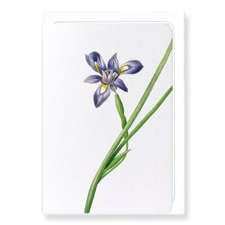 SISYRINCHIUM IRIS : Carte de voeux pour la vente par Ezen Trade
