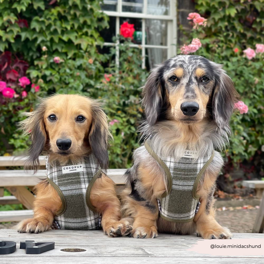 Cocopup London – wholesale Pet harness – Dog – Olive Check Adjustable Neck HARNESS10