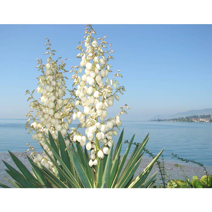 Tarjeta de Felicitación Fotografía Flor Yuca_01 para venta al por mayor de PhotoWord Art